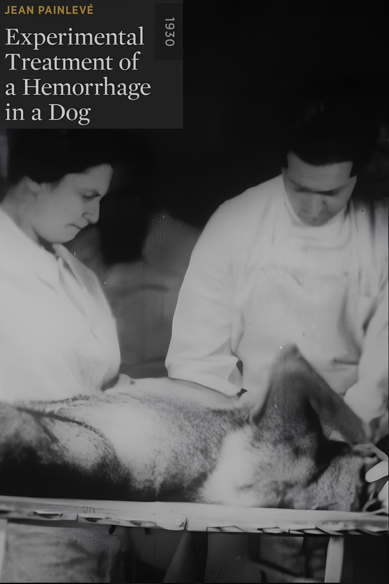 Experimental Treatment of a Hemorrhage in a Dog