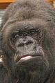 Koko